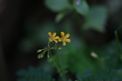 Biophytum candolleanum